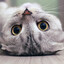 cute cat