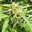 Sir.longbong420