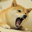 Angry Doge