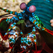 ODONTODACTYLUS!!!!