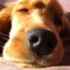 dogu1
