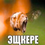 кискодёр