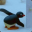 Pingu