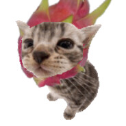 NotADragonfruit