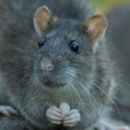 ratatui