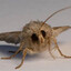 moth