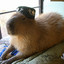 Carl the Capybara