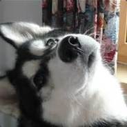 科研在逃哈士奇