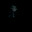 skelly