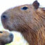leo kapibara