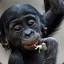 Le ptit singe bonobo