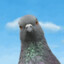 StrangePigeon79