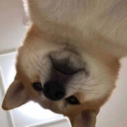 你好，来一碗番茄丸子