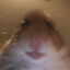 BrilleDude