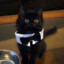 Cat In A Tie