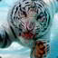 Taner