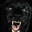 BlackPanther