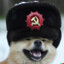 ComradeDoggo