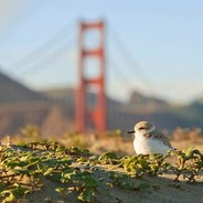Hydrated Plover