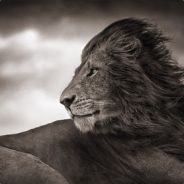 Storminounet avatar