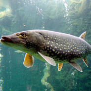 Im A Pike
