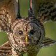 Kingowl