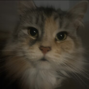 kitty kat