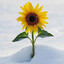 Snowy Sunflower