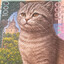 Одна Котыща