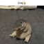 Greg