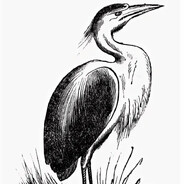 The Heron Queen avatar