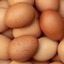 Old Eggs