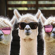 Lamamama