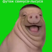 свинус лысус