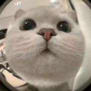 CatCatCat