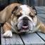 Suicide Dog!