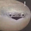 Aard