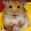 Aggressive Hamster