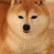 Doctur Shibe