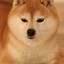 Doctur Shibe