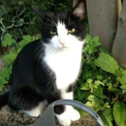 AAA料理鼠王铃儿响叮当