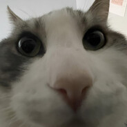 (голова, уши)