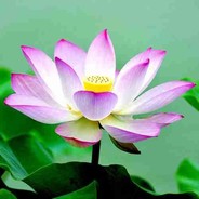 平平淡淡才是真