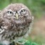 mighty owl