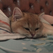 Felix