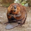 Finland Beaver