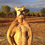 ✪ ANGRY Dog