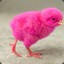 Pink Chicken