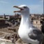 Steven Seagull