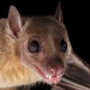 ꧁ঔৣ☬✞ 𝓓𝖔𝖓 seb